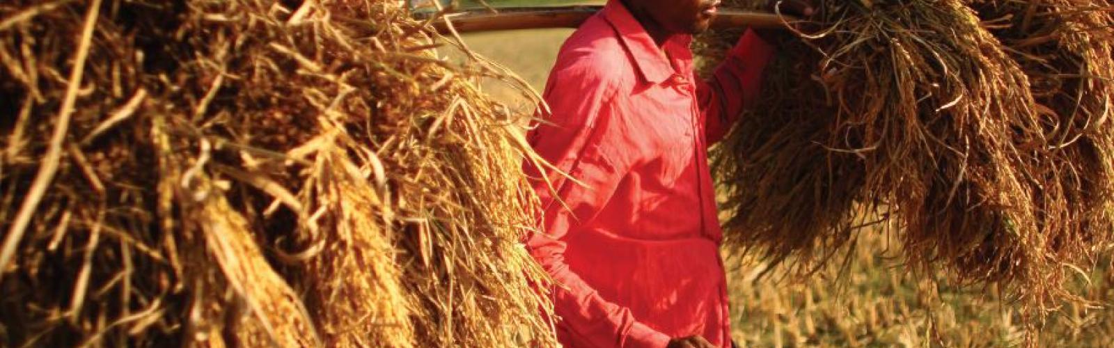Rural inequalities: evaluating approaches to overcome disparities ...