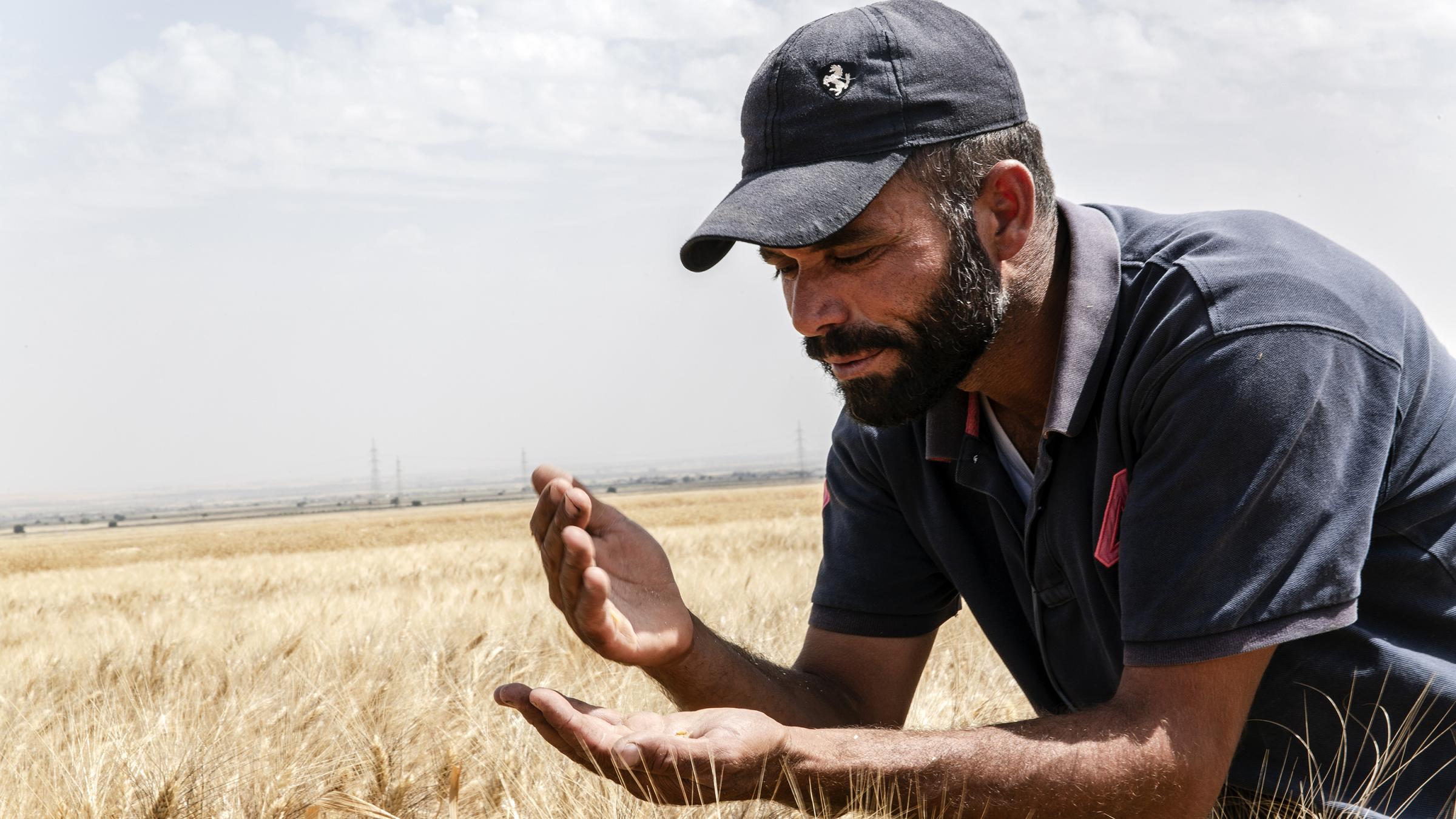 ©FAO/Aleppo/Jafaar Al Merei / FAO