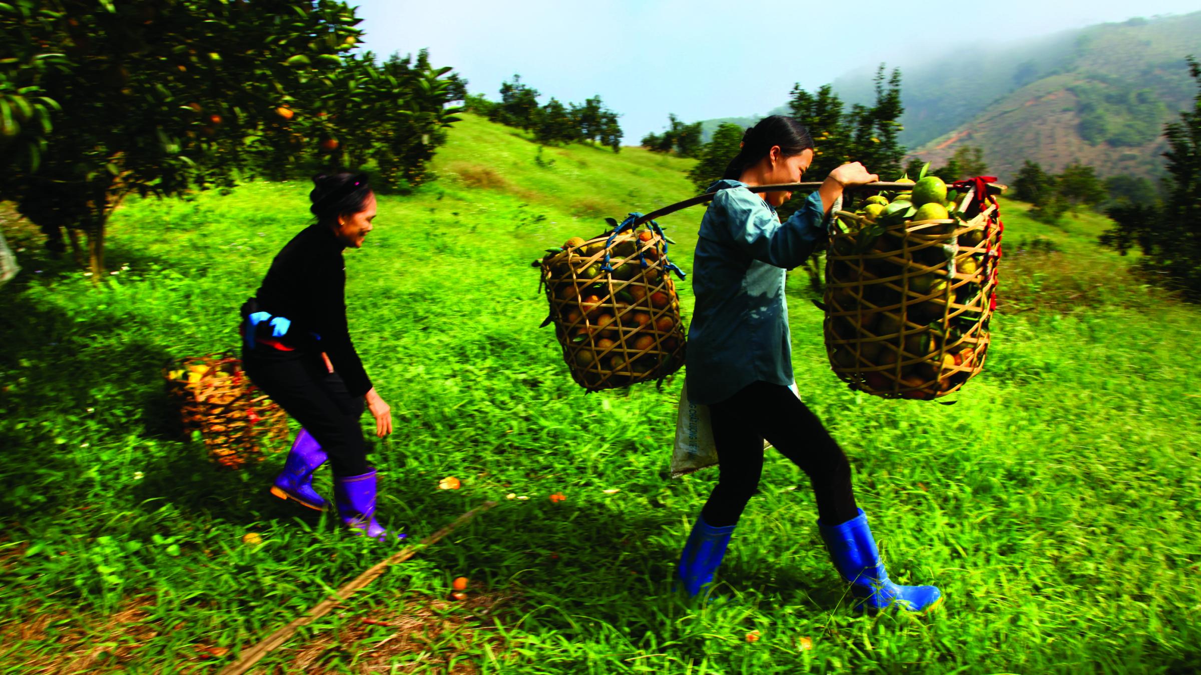 Value chains 