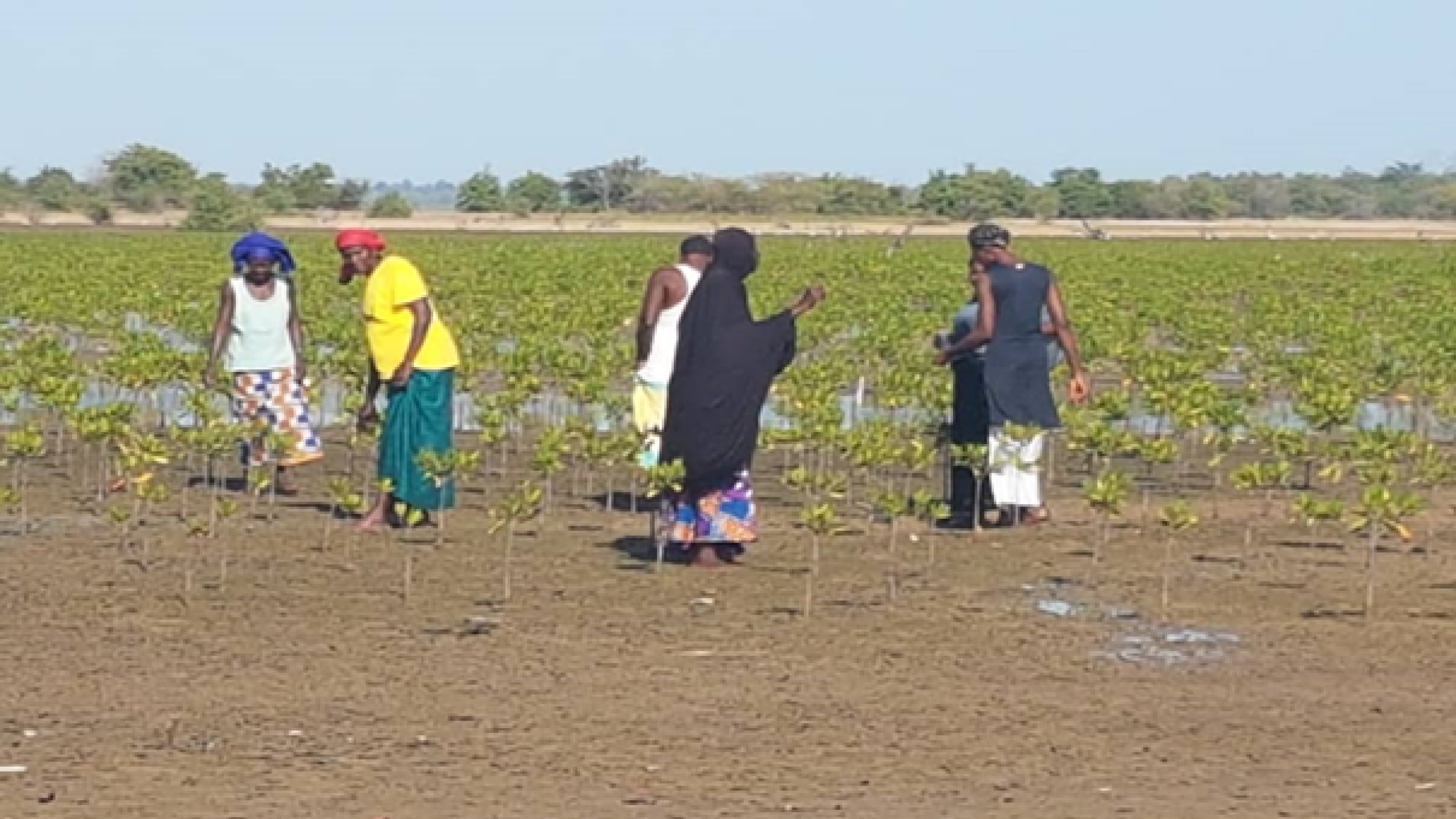 Nema Chosso project