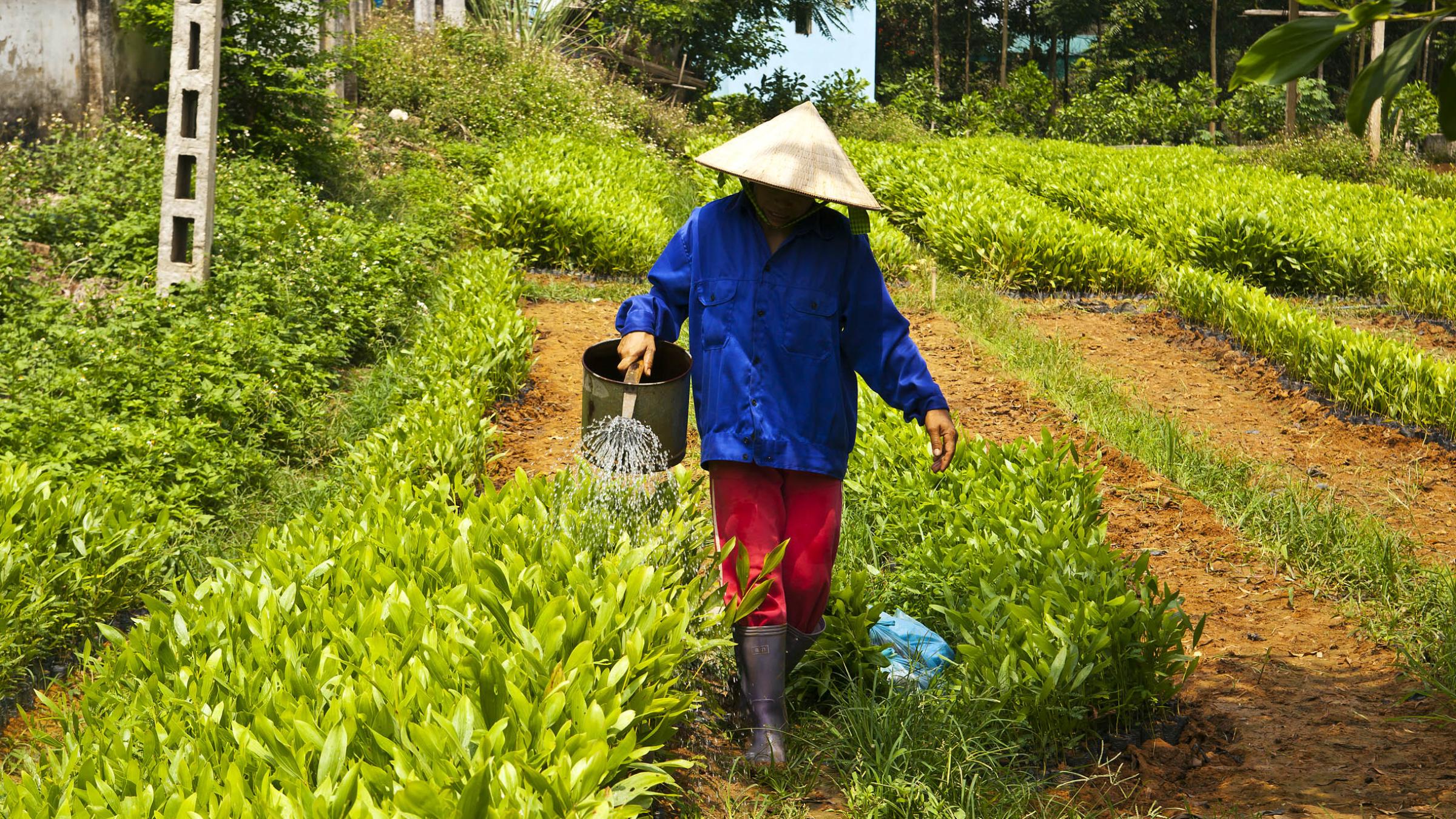 image of farmer in Viet Nam