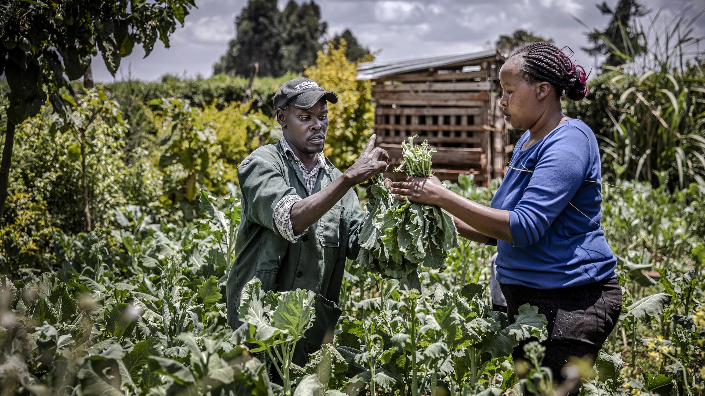 Alex Kiheru, a young disabled farmer, and his wife harvest vegetables to sell them in the local market in Limuru, Kiambu County, Kenya. 