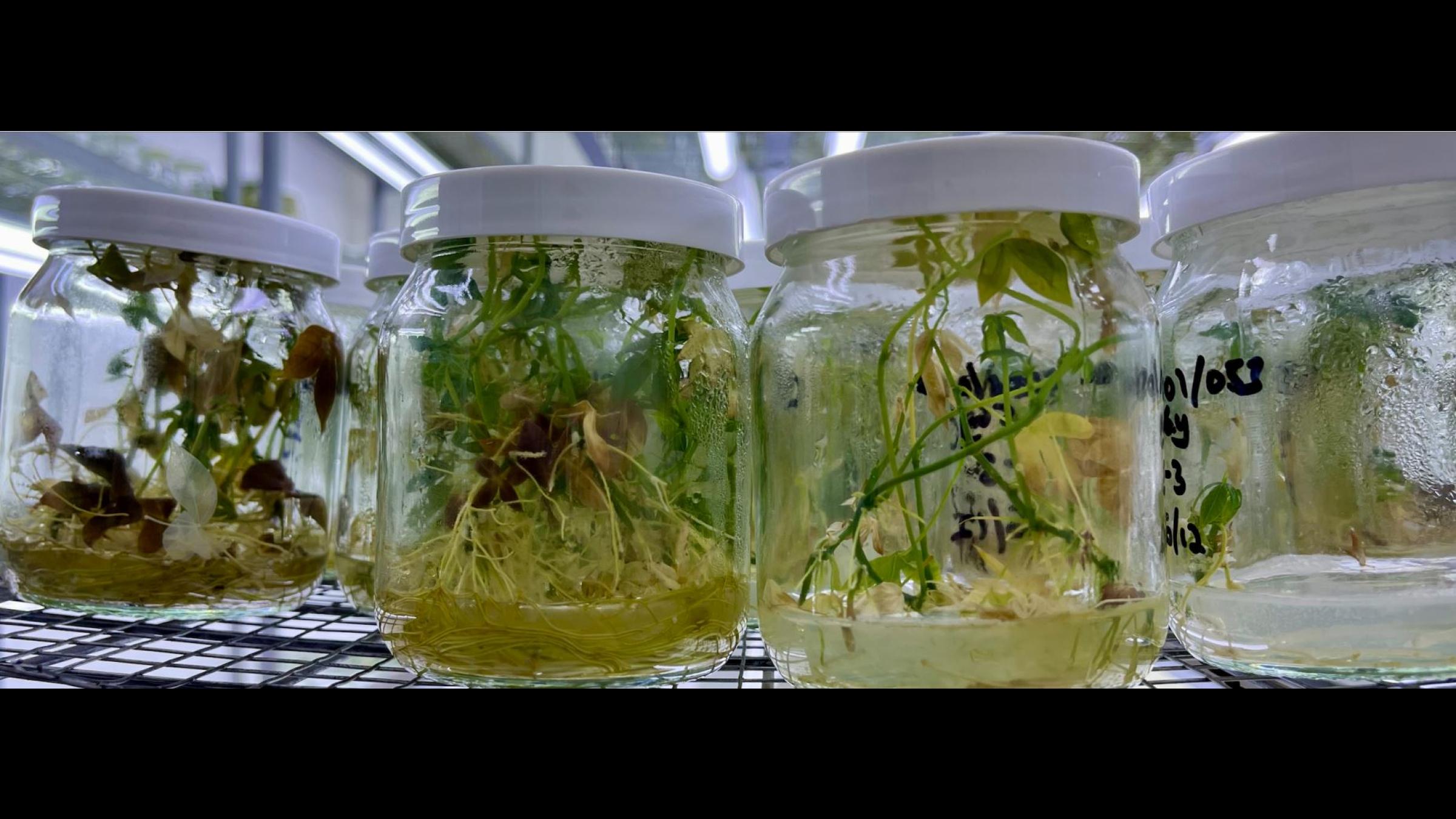 casava seedlings